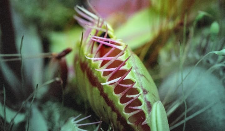 Respuesta de Elastic a SPECTRALVIPER