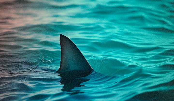 Sous le pont SADBRIDGE avec GOSAR : QUASAR reçoit une réécriture en Golang